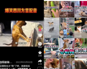 方言搞笑配音项目思路，小白都能轻松上手的简单副业！-柚子资源网