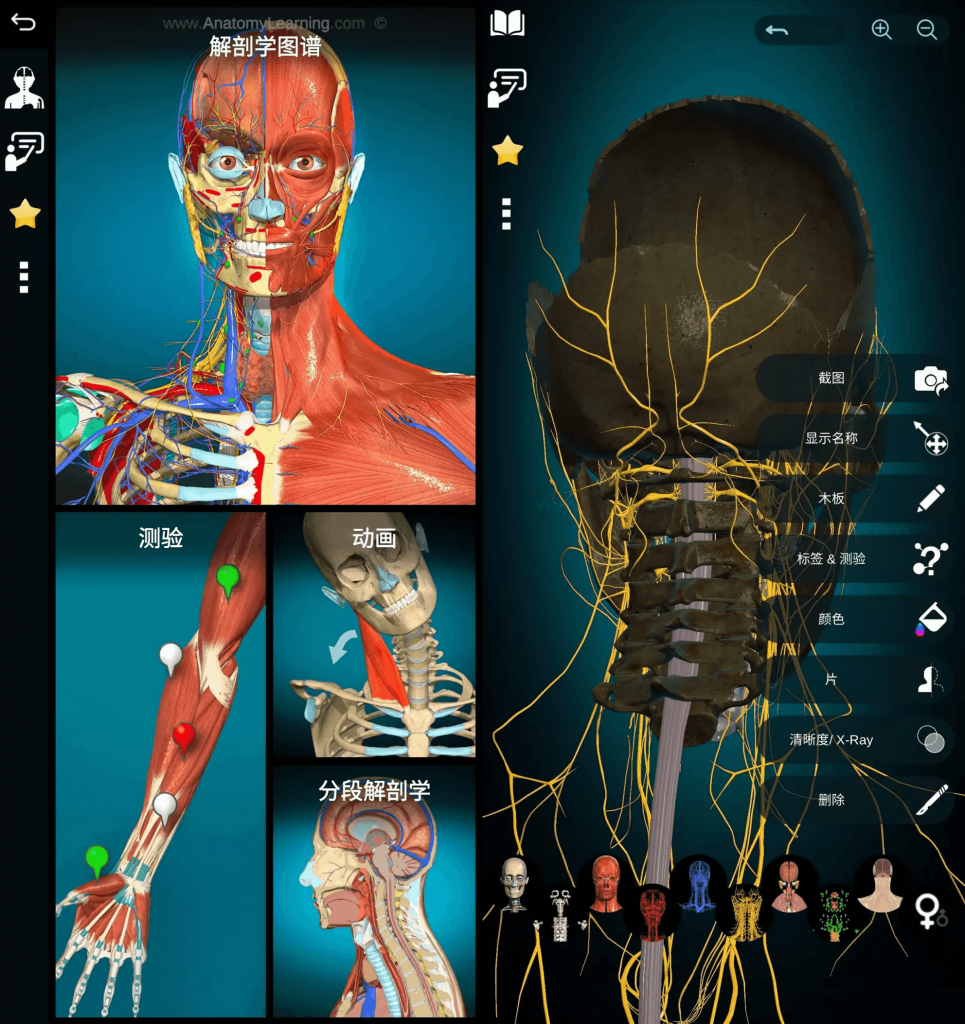 AnatomyLearning3D解剖学图谱v3.1.467医学生必备学习专业软件高级版-柚子资源网